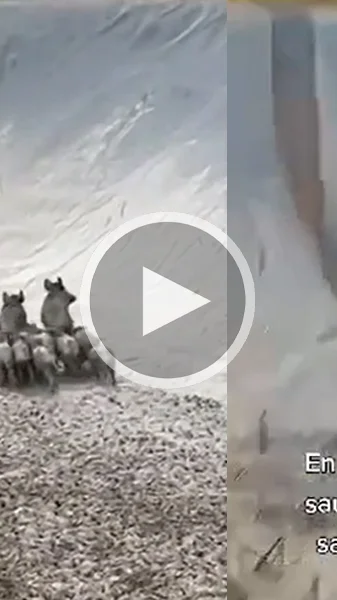 Miniature : [Vidéo] Sauvetage d’une compagnie de sangliers coincée au fond d’un bassin de rétention
