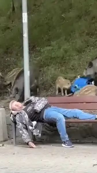 sangliers depouillent un homme qui fait la sieste