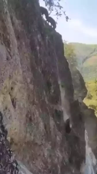 sangliers dévalent une falaise