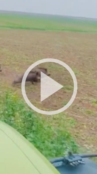 Miniature : [Vidéo] Des sangliers déboulent de partout et fuient les couverts devant un tracteur