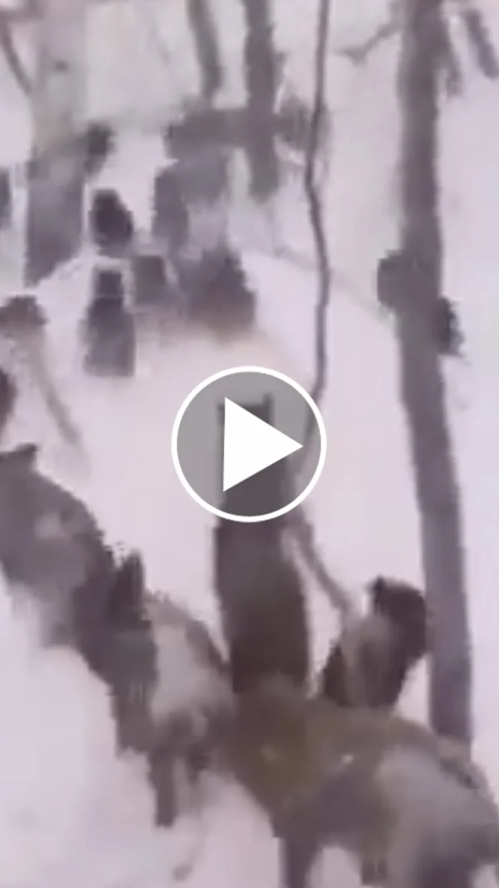 Miniature : [Vidéo] Une grosse compagnie de sangliers bien cachée sous la neige