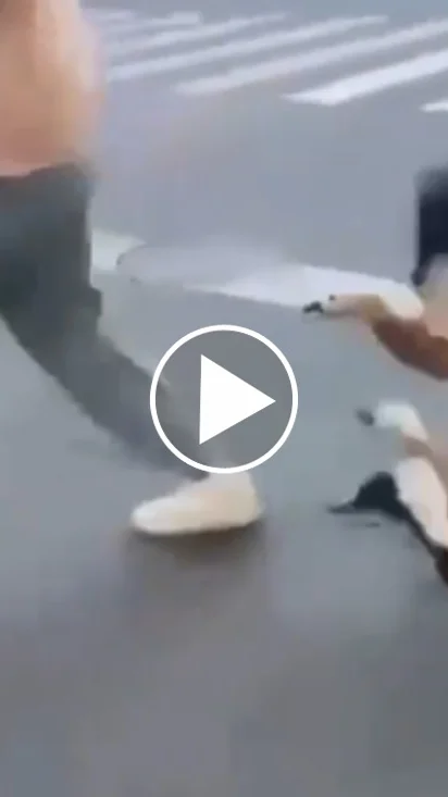 Miniature : [Vidéo] Un citadin s’approche trop près d’une portée de « canards », les parents l’agressent