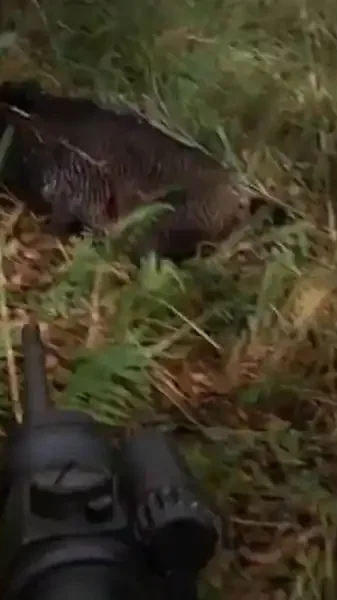 tir d'un sanglier à 5 mètres