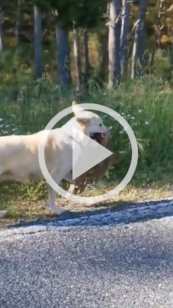 Miniature : [Vidéo] Voilà ce qui se passe quand on laisse divaguer son chien pendant la reproduction