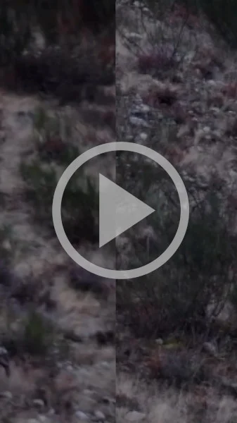 Miniature : [Vidéo] Un cerf se jette littéralement sur un de ses rivaux