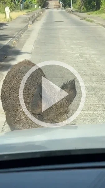 Miniature : [Vidéo] Un gros sanglier refuse de se pousser face aux voitures en pleine rue