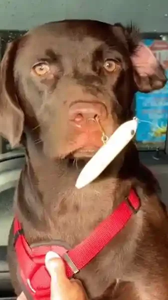 un labrador avec un hameçon dans le nez
