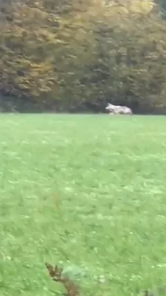 un loup filmé à Grâces