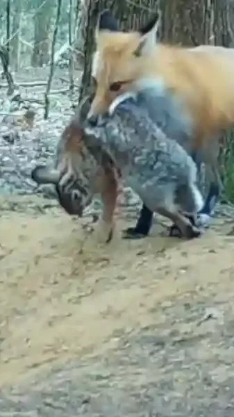 un renard alimente sa portée