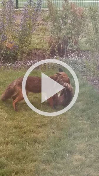 Miniature : [Vidéo] Un renard attrape une proie dans un jardin et ce n’est pas un mulot