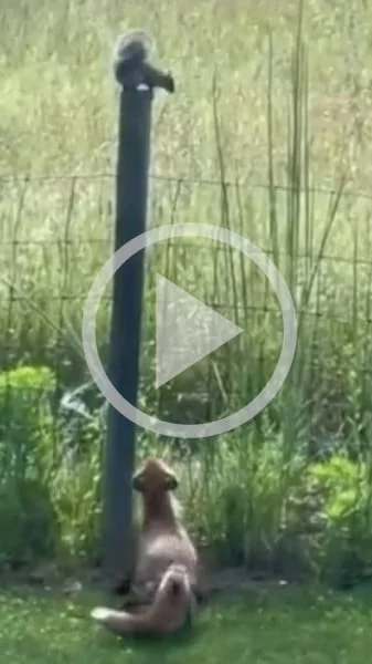 Miniature : [Vidéo] Un écureuil donne bien du fil à retordre à un renard qui essaie de l’attraper