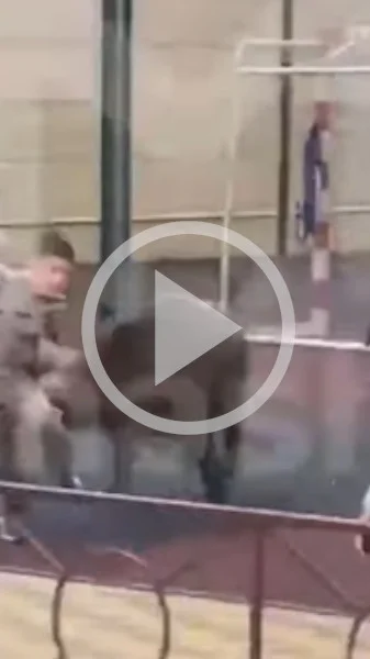 Miniature : [Vidéo] Un sanglier charge des enfants dans une aire de jeux