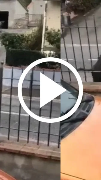 Miniature : [Vidéo] Un gros sanglier charge un homme en pleine ville devant sa maison