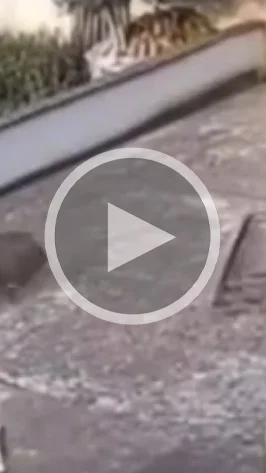 Miniature : [Vidéo] Sanglier vs portail, une rencontre explosive