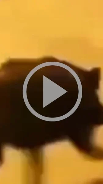 Miniature : [Vidéo] Un sanglier passe au travers d’un portail à une vitesse hallucinante