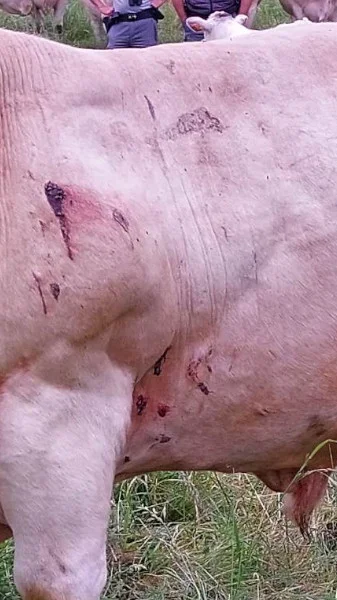 Miniature : Une attaque de loup sur un taureau de plus d’une tonne a eu lieu dans l’Yonne
