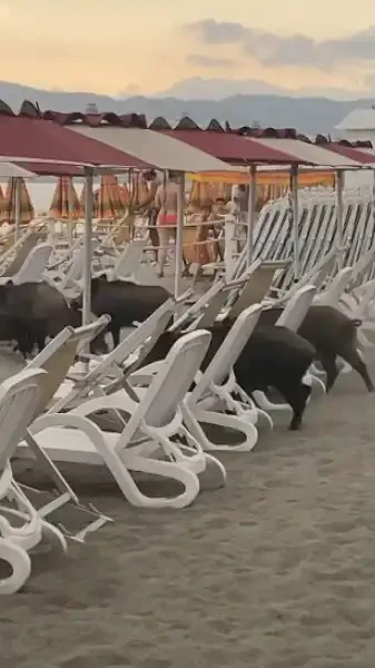 une compagnie à la plage