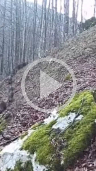 Miniature : [Vidéo] Une belle compagnie de sangliers traverse les bois en file indienne