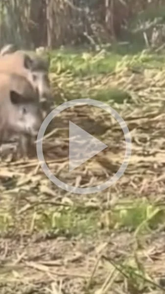 Miniature : [Vidéo] Une compagnie de sangliers démarre de justesse devant une moissonneuse en bout de champ
