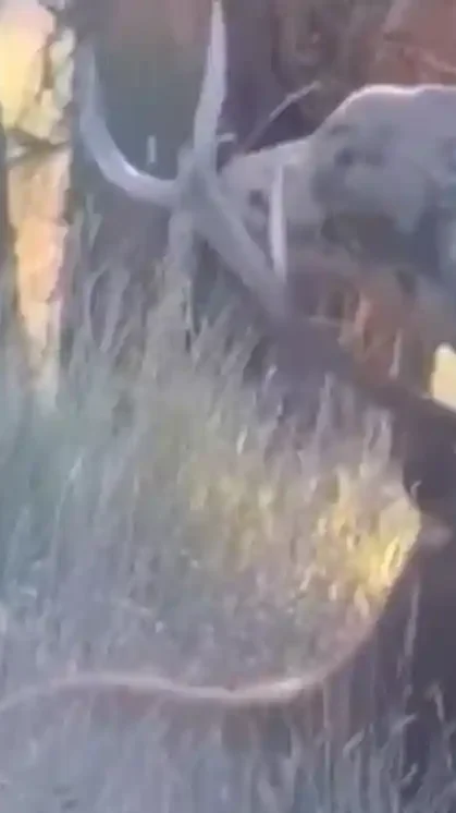 Miniature : [Vidéo]  Un cerf avec une vache coincée entre les bois