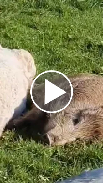 Miniature : [Vidéo] Un sanglier fait la sieste avec un veau