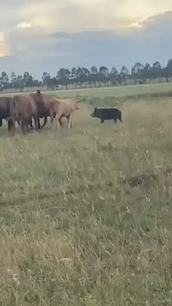 vaches vs sanglier