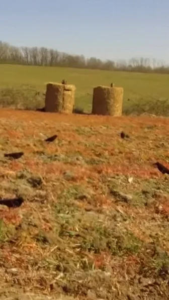 Miniature : Vidéo : très belle vidéo de chasse aux corvidés