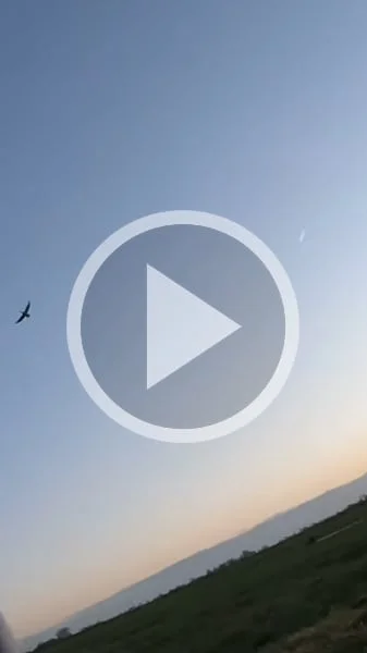 Miniature : [Vidéo] Une chasse réussie et des oies en nombre dans le ciel