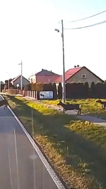 Miniature : [Vidéo] Des cervidés percutent une voiture qui avait freiné d’urgence
