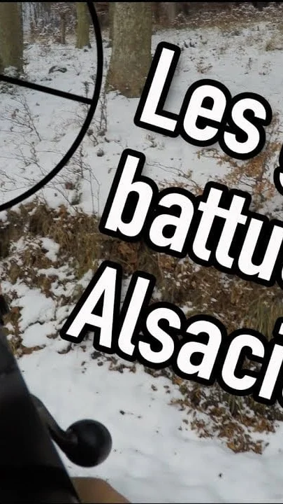 Miniature : Vidéo : grandes battues alsaciennes