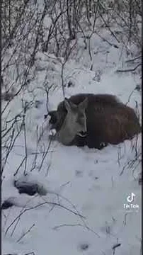 Miniature : [Vidéo] Un sanglier et un chevreuil unis pour lutter contre le froid extrême
