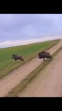 Miniature : [Vidéo] Un triplé de sangliers comme on les aime