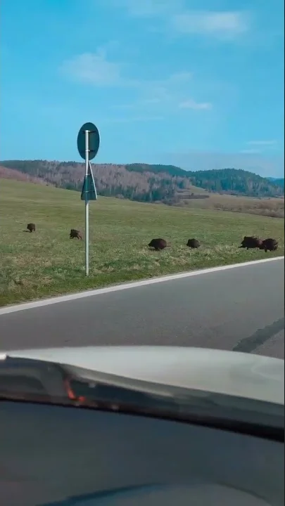 Miniature : [Vidéo] Une grosse compagnie de sangliers traverse une route
