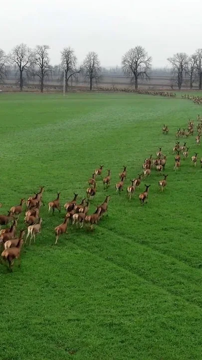 Miniature : Vidéo : une harde exceptionnelle de cervidés