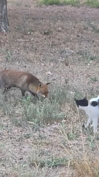 renard vs chattons