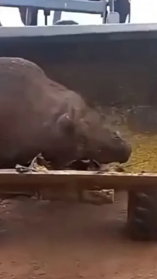 sanglier 300kg