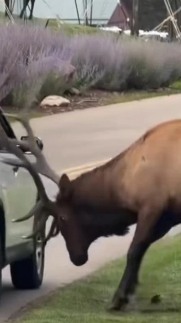 wapiti vs voiture