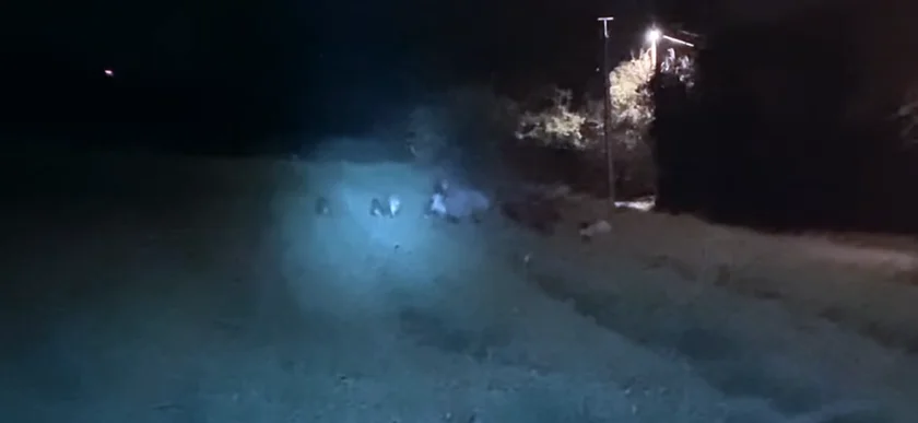[Vidéo] Une compagnie de sangliers à Agen