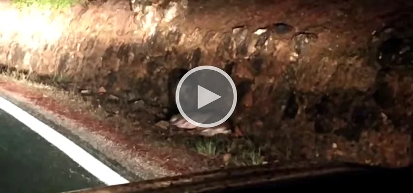 [Vidéo] Quand le repas du sanglier est un cervidé