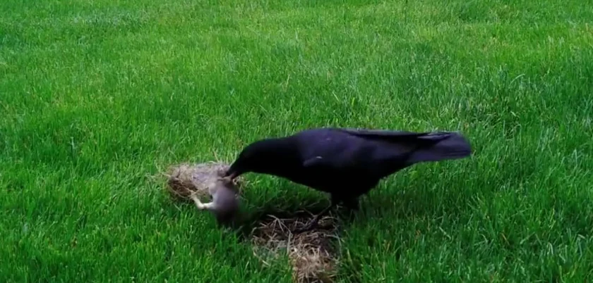 Vidéo : un lapereau attaqué et volé par corbeau