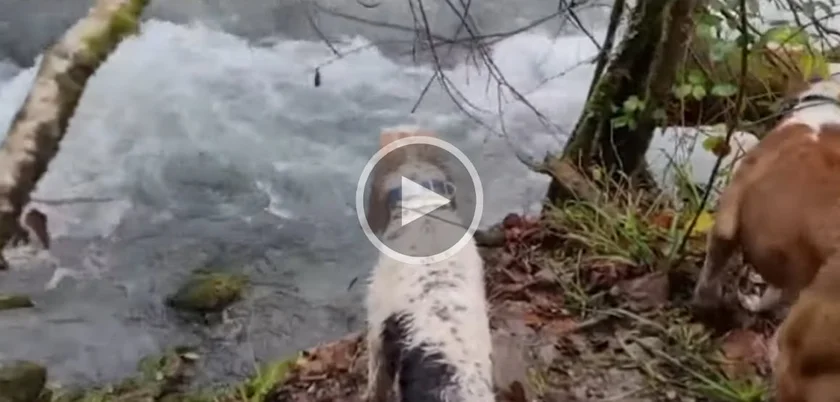 [Vidéo] Un sanglier caché dans le lit d’un cours d’eau !