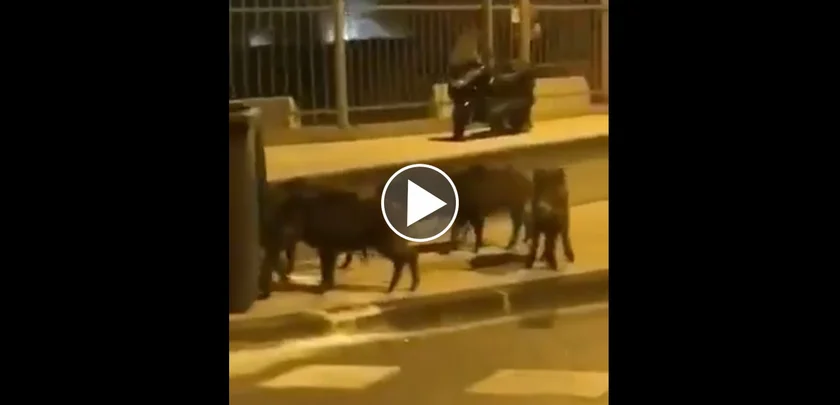 Vidéo : des sangliers en plein Marseille