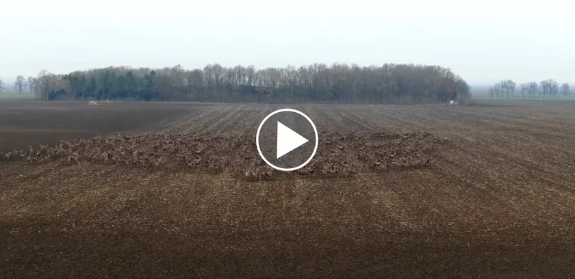 [Vidéo] Une harde de cervidés exceptionnelle 🦌