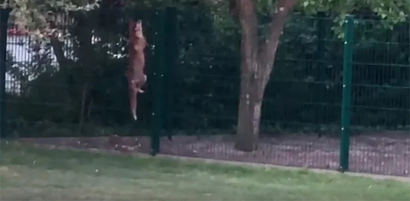 [Vidéo] Un renard escalade une clôture