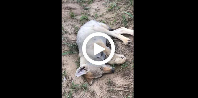 [vidéo] un homme tombe sur un petit loup endormi sur son chemin