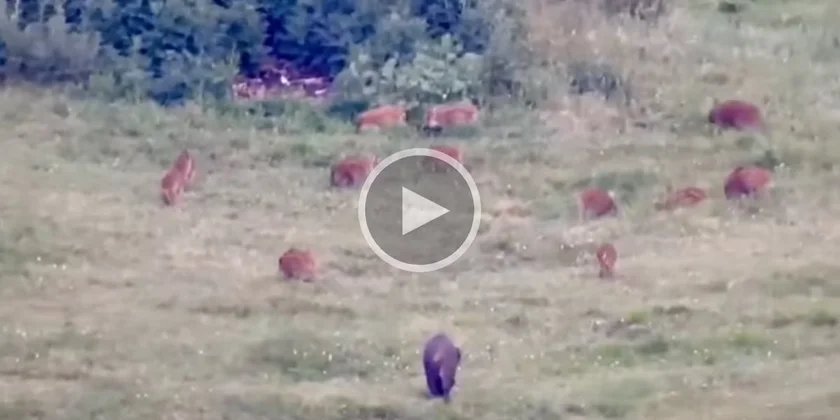 [Vidéo] Près de 60 sangliers comptés sur seulement 500 mètres