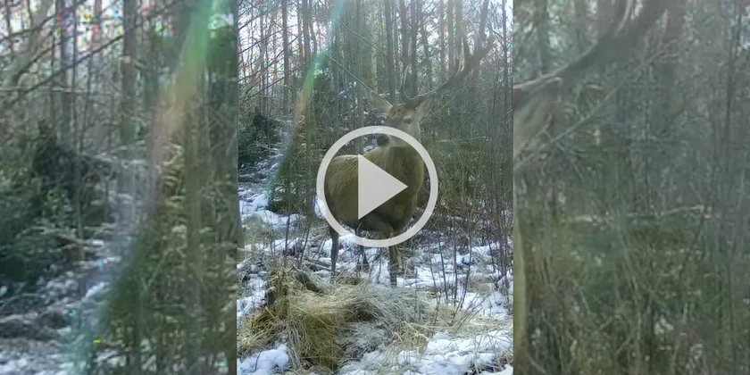 [Vidéo] Un cerf ayant déjà perdu l’un des ses bois filmé par un piège photographique