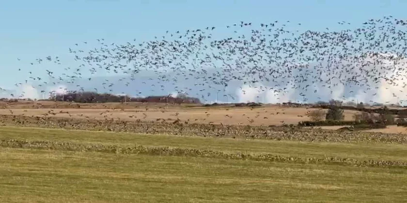 Des oies dans le ciel d'écosse