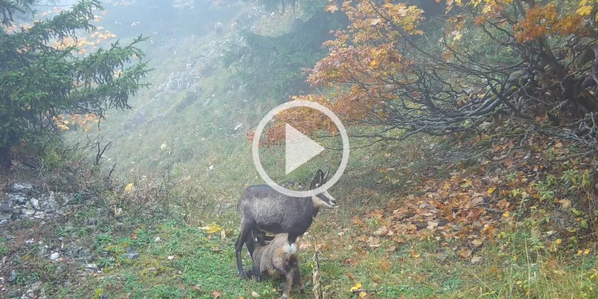 [Vidéo] L’allaitement d’un jeune chamois capturé par un piège photo