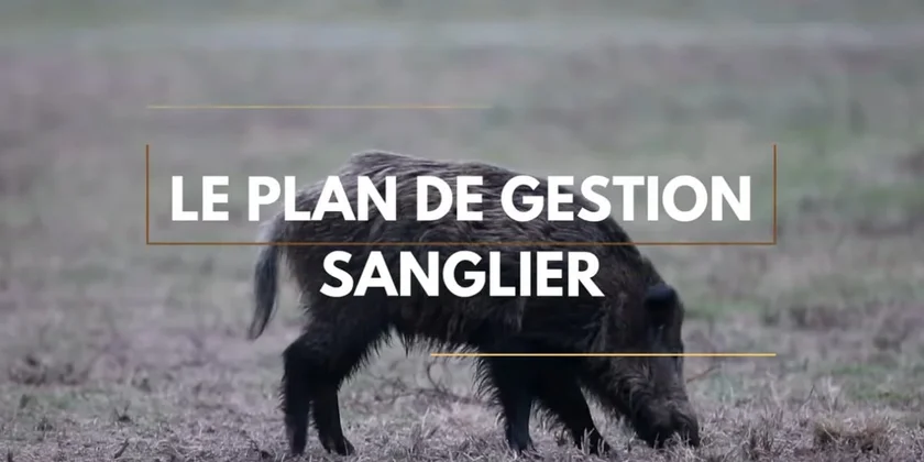 PGC sanglier